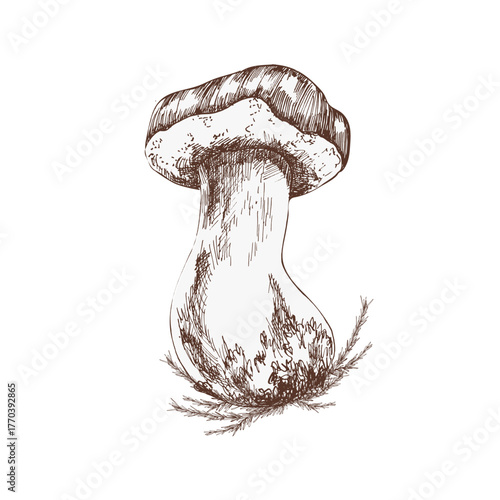 Mushroom bolete ink hand drawn graphics. Engraved forest wild fungus clipart, vegan food painting, etching edible mushroom for seasonal menu, harvest decor, poster design