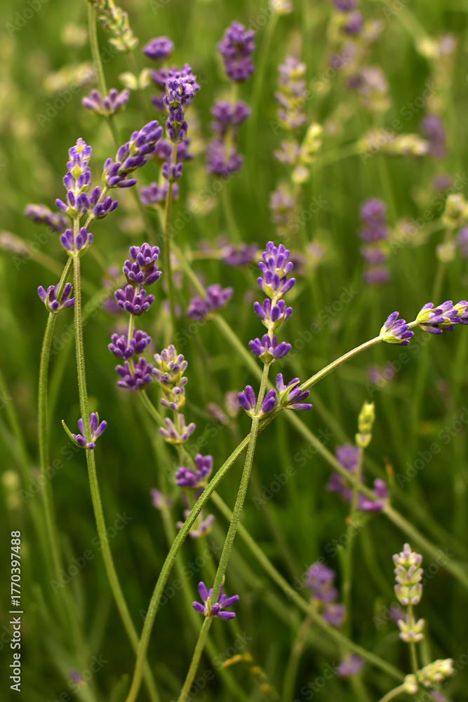 Obraz premium Violet flowers Lavandula angustifolia. Lavender in the middle of the summer. Floral natural background. Field of Lavender.