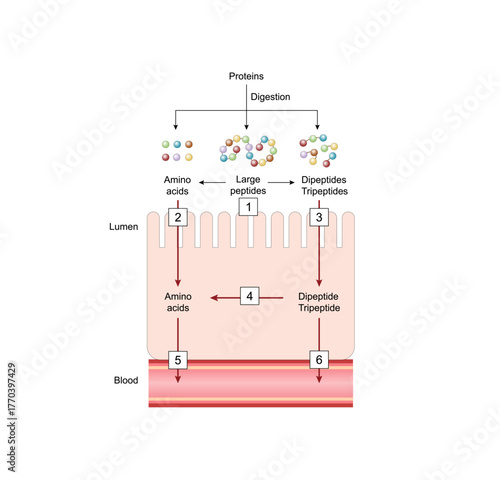 Absorption of protein. Proteins are broken down by enzymes into amino acids, dipeptides and tripeptides then tansported into the blood by transporters in the intestinal lining. Vector illustration.