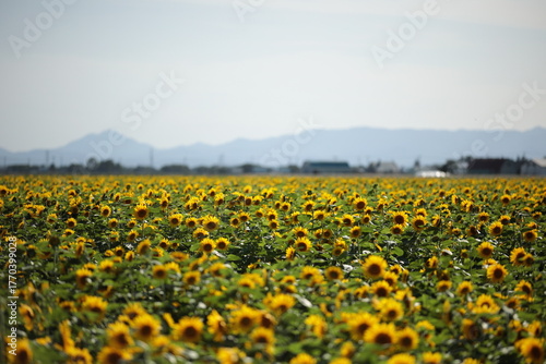 緑肥用ひまわりがびっしりと広がる9月中旬の畑　当別町