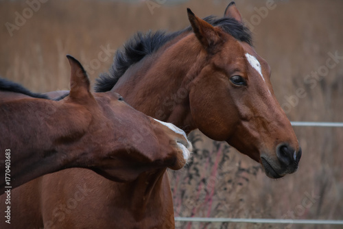 Tableau sur toile Portrait of Brown Horses