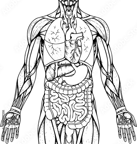 Human Body Parts Illustration – Anatomy Vector, Muscles and Organs, Medical Diagram, Educational Design, Biology, Health, Science, Human Anatomy, Detailed Vector Art.