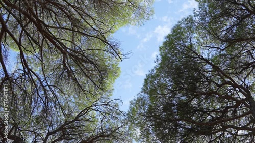 Video of the upper branches of pine trees against the blue sky. Still life. 4K. 50 fps