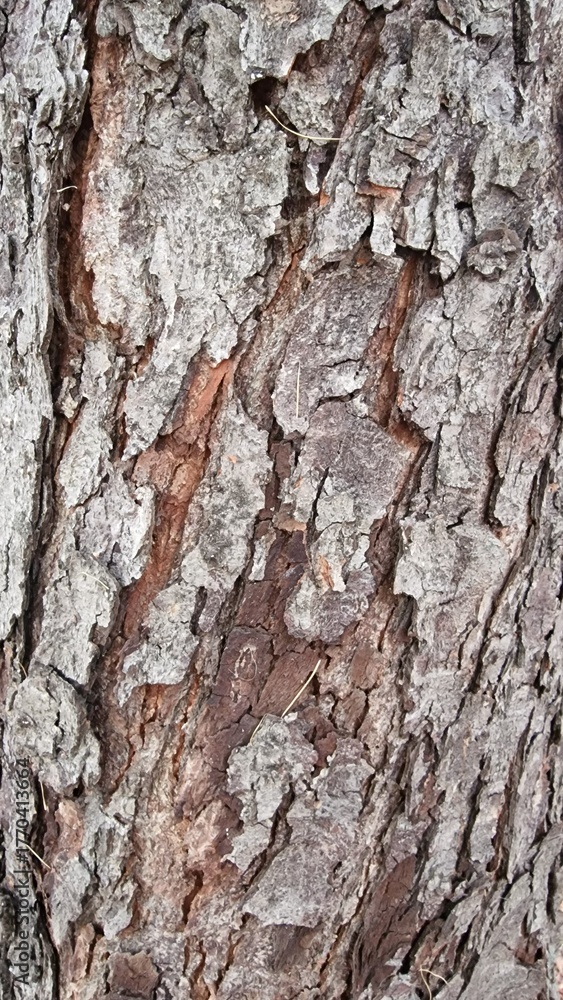 Fototapeta premium Close-up of a tree bark pattern