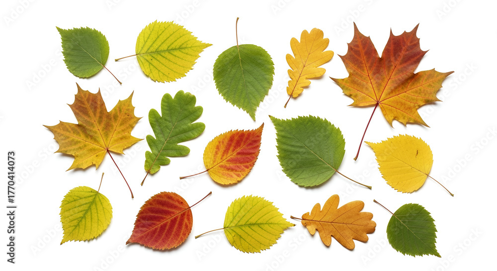 Obraz premium Assortment Of Autumn Leaves In Various Colors fall
