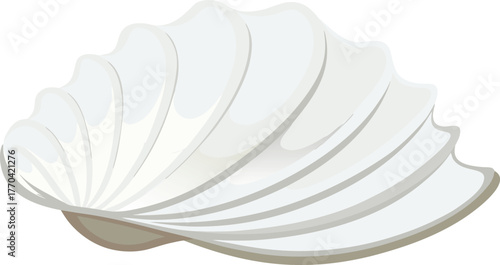 seashell surface close up texture.