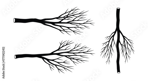 Delicate black and white drawing of bare tree branches and twigs