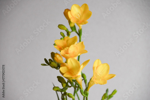 黄色いフリージア