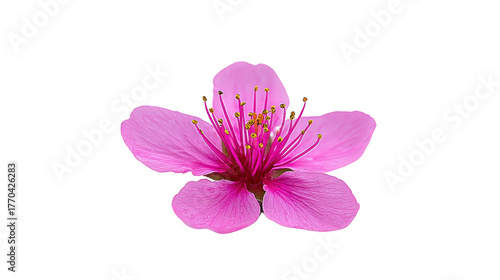 Pink flower with delicate petals and yellow stamens, isolated on transparency background, symbolizing beauty and freshness, perfect for spring or nature themed designs