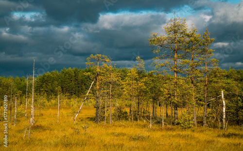 Sestroretskoye Bog State Nature Reserve of Regional Significance