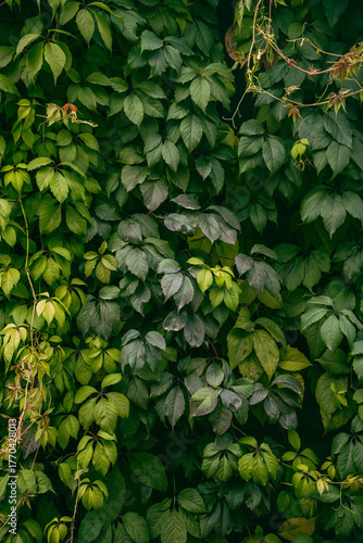 Background: Five-leafed Girl's Grape