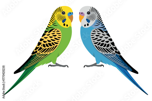 Two budgerigars, one green and yellow and the other blue and white, stand side by side on a white background.