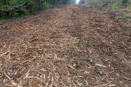 A natural forest clearing covered with brown wood chips and mulch after logging. Freshly felled trees and wood chips on the forest floor in autumn.