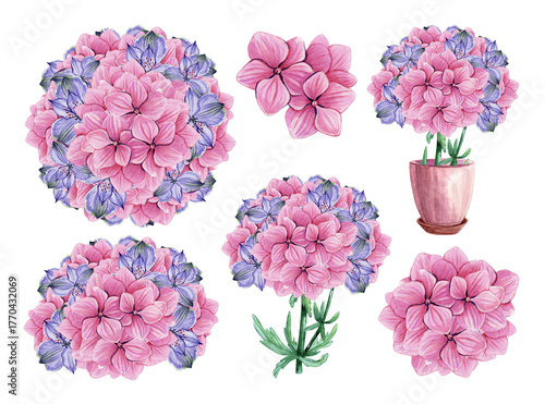 Set of hydrangea bouquets. Hand drawn watercolor. Botanical illustration on white background. Wedding flower. Houseplant. Pink purple blooming plant buds. Botany season.