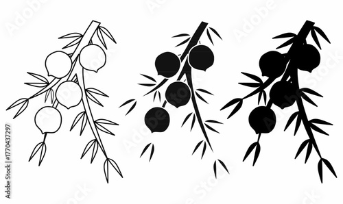 juniper berry with branch leaves and round berries in thin line outline and silhouette.for botanical,design, herbal product label, or natural logo.isolated white background.