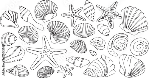 Collection of seashells and starfish