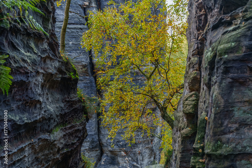 The Great Tisa Rocks - natural rock formations in Bohemian Switzerland, Wonderful rock formation Tiske steny , Czech Republic. Autumn.