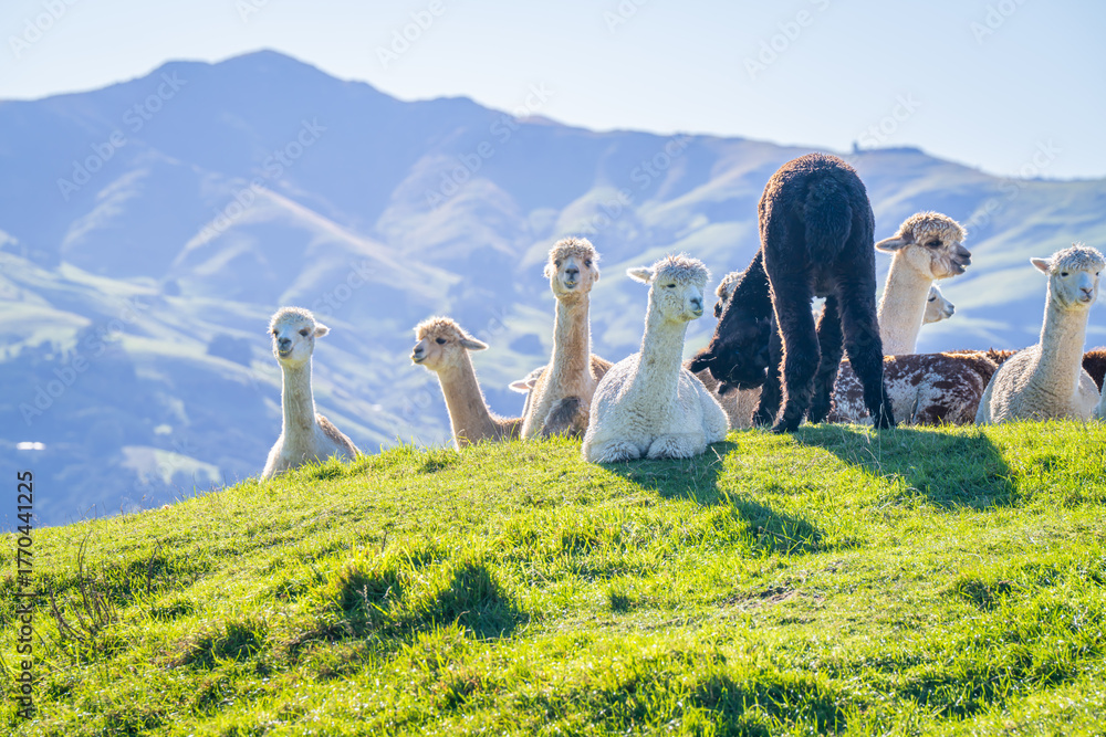 Obraz premium alpacas family in the farm feeding grass on the hill with turquoise lake background Akaroa South Island New Zealand 