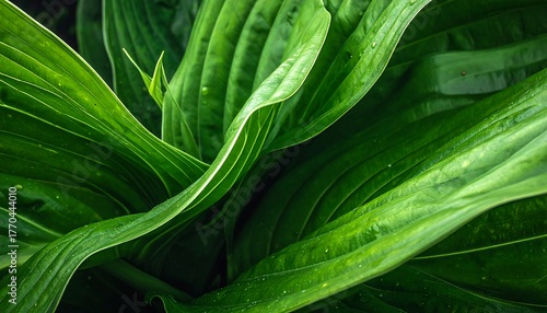 An overhead shot reveals lush, verdant leaves with prominent veins and a gentle curvature. The close-up perspective highlights the vibrant green tones and textures