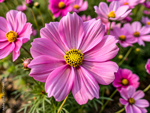 Pink Cosmos Flower Close-Up