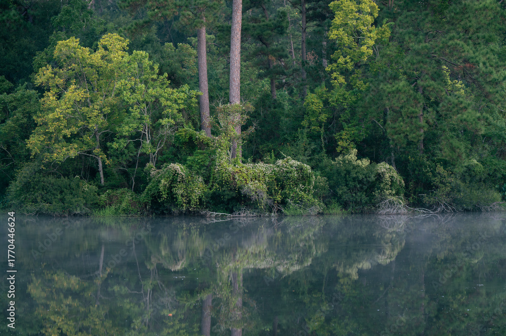 Obraz premium A forest is reflected in water at dawn in East Texas.
