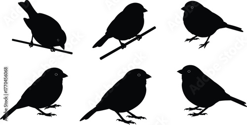Bird silhouette collection, perched bird vector, flying bird shape, black bird outline, wildlife illustration, avian posture, nature design element, decorative art