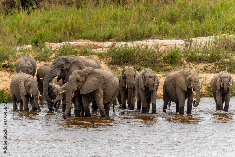 Obraz premium Elephant herd searching for food and water in the Kruger National Park in South Africa