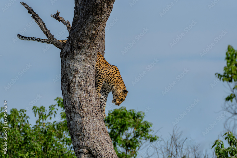 Obraz premium Leopard (Panthera Pardus) resting in a tree in Mashatu Game Reserve in the Tuli Block in Botswana