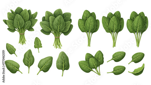A collection of fresh green spinach illustrations, featuring tied bunches, single leaves, and small piles on a transparent background.