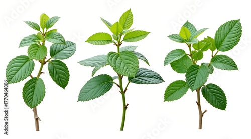 Vibrant green plant sprigs with detailed leaves isolated on white, perfect for nature projects and design.