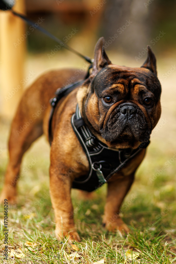 Fototapeta premium French bulldog standing on grass wearing black harness