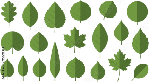 Green leaves big vector collection - Set of graphical elements with various leaf designs in different shapes and sizes. Flat design with white background 