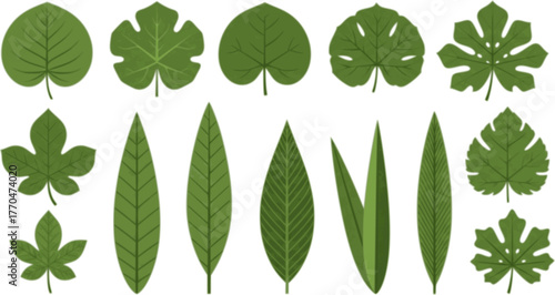Green leaves big vector collection - Set of graphical elements with various leaf designs in different shapes and sizes. Flat design with white background 