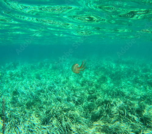 Pelagia noctiluca, isolated mauve stinger, common jellyfish in mediterranean sea , underwater photo