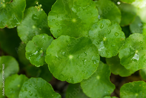 Close-Up of Centella Asiatica Leaves, Herbal Medicine Concept