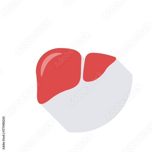 Liver Illustration Red Organ Anatomy Medical Diagram Human Body Healthcare Graphic Science Vector Biological Structure