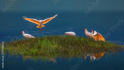 pink flamingos in flight
