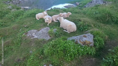 4K video of sheep resting peacefully near a calm mountain lake surrounded by rocks and green hills.