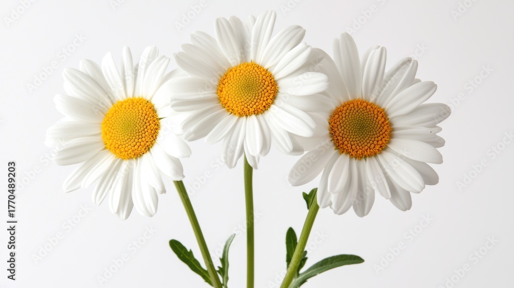 Fototapeta premium Three vibrant daisies with white petals and bright yellow centers, elegantly arranged against a clean background, embodying simplicity and natural beauty.