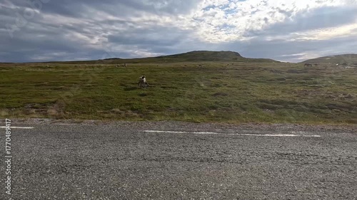 4K video of lone reindeer grazing peacefully on green mountain slopes under cloudy sky.