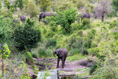 Elephant herd searching for food and water in the Kruger National Park in South Africa