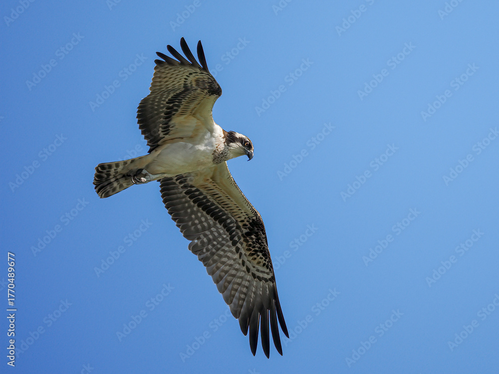 Fototapeta premium red kite in flight