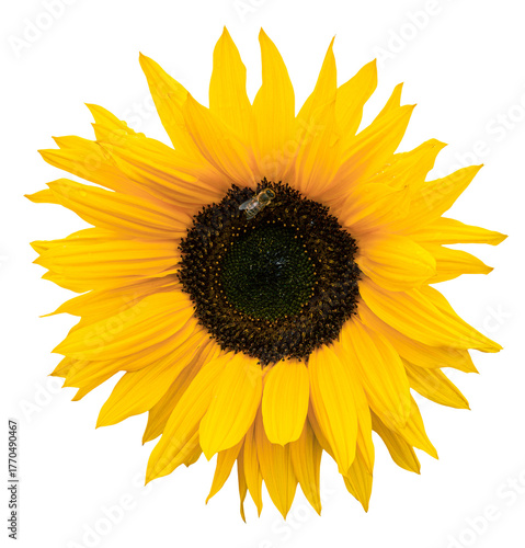 honey bee in a sunflower on transparent background