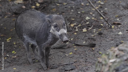 Young visayan warty pig standing on a muddy ground outdoors