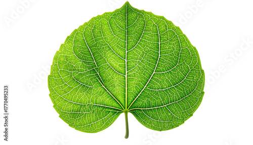 A heart-shaped vibrant green leaf with intricate vein patterns against a solid black background