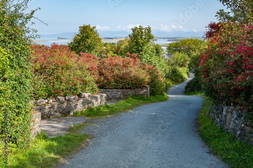 Scenic winding gravel road surrounded by blooming fuchsia bushes in the Irish countryside. Symbol of summer travel, rural beauty, and traditional Irish roads lined with wild fuchsia.