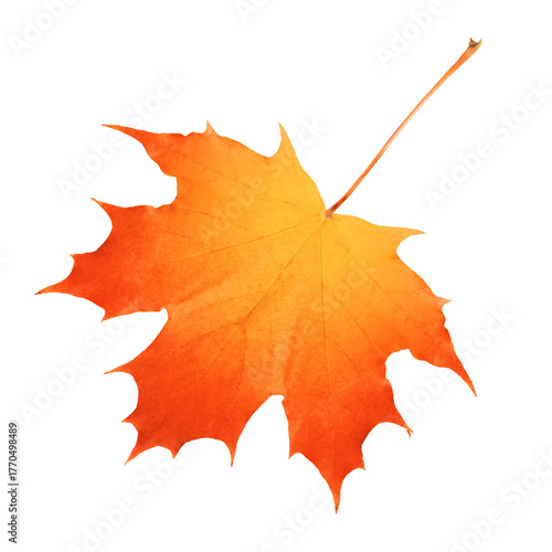Vivid orange maple leaf against a clean transparent background evokes autumn ...