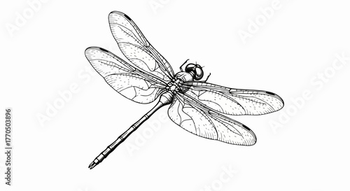 Dragonfly insect wings detailed minimalist vector line art illustration.