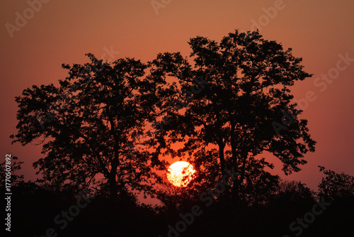 African sunrise with tree silhoutte, Kruger national park, Limpopo, South Africa.