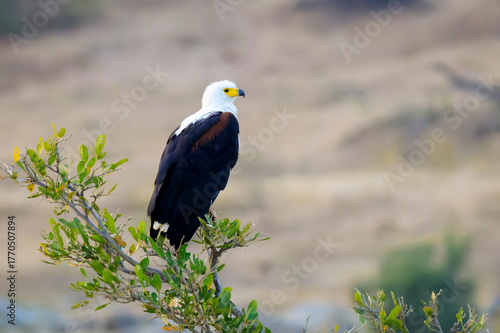 African fish eagle (Haliaeetus vocifer) perched in top of tree, looking out for prey, Kruger national park, South Africa.